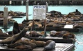 Sea Lions at Pier 39