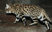A black-footed cat at the Cincinnati Zoo