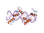 1p47: Crystal Structure of tandem Zif268 molecules complexed to DNA