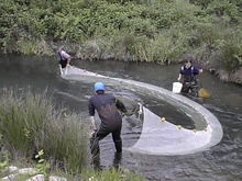 Seining for fish in a river.