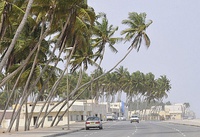 Coconut palms line corniches of Al-Hafa, Oman