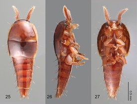 Coptotermocola clavicornis