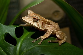 Hemiphractus fasciatus