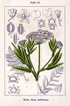 Greater water parsnip or sium, Sium latifolium (root poisonous)
