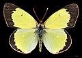 Colias palaeno, ♂