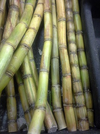Close-up image of sugar cane; demand for sugar contributed to creating colonial systems in areas where cultivation of sugar cane was profitable.