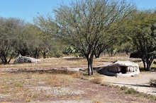 Mezquite en el Parque nacional Tula.