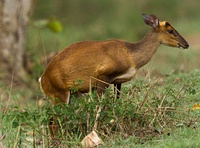 M. m. aureus in India. This subspecies is now included under the northern red muntjac (M. vaginalis)