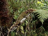 Dactyloa: About 95 species from southern Central America, South America and southern Lesser Antilles (shown: Dactyloa podocarpus)