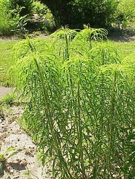 Willowleaf sunflower (H. salicifolius)