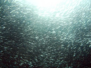 Sardines are small epipelagic fish that sometimes migrate along the coast in large schools. They are an important forage fish for larger forms of marine life.