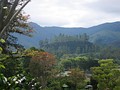 A coffee plantation on a conical hill near Orosí, Costa Rica.