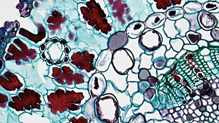 A Pinaceae (Gymnosperm) coniferous leaves. Peripheral endothelial endodermis and Casparian strip of visible vascular bundles