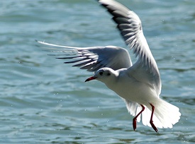 Озёрная чайка (Chroicocephalus ridibundus)