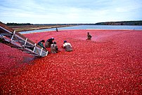 Lingonberries