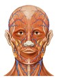 Anatomy of the human head seen from the front