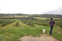 Fields of black currants growing in U.K.