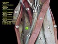 Adductor magnus muscle