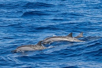 Spinner Dolphin at Alphonse Atoll