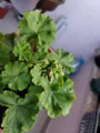 Umbel of a Pelargonium zonale