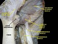 Muscles of thigh. Anterior views.