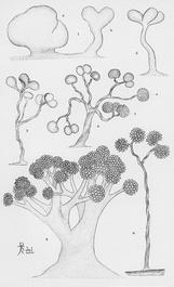 Various myxobacterial species as sketched by Roland Thaxter in 1892: Chondromyces crocatus (figs. 1–11), Stigmatella aurantiaca (figs. 12–19 and 25-28), Melittangium lichenicola (figs. 20–23), Archangium gephyra (fig. 24), Myxococcus coralloides (figs. 29-33), Polyangium vitellinum (figs. 34-36), and Myxococcus fulvus (figs. 37-41). Thaxter was the first taxonomist to recognize the bacterial nature of the myxobacteria. Previously, they had been misclassified as members of the fungi imperfecti.[15]