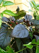 The Black Pearl cultivar