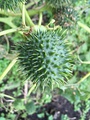 Jimsonweed seed capsule