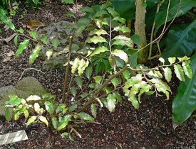 Амборелла волосистоножковая. Общий вид молодого растения. Ботанический сад Калифорнийского университета в Беркли, США