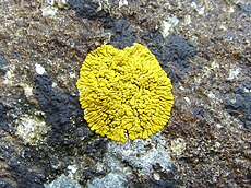 Lichen Variospora thallincola growing on rock