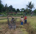 Уборка урожая риса на Бали