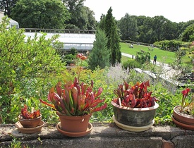 A view with carnivorous plants in the foreground