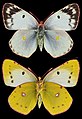 Colias alfacariensis, ♀