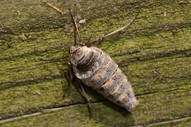 Alsophila pometaria hembra adulta sin alas