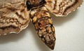 Daño causado a Manduca quinquemaculata en una colección de insectos