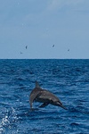 Spinner Dolphin in the Indian Ocean