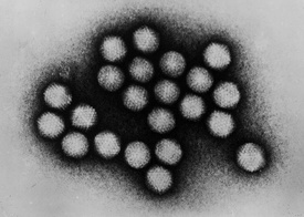 Микрофотография аденовирусов на ТЭМ