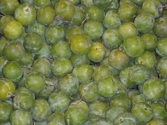 Greengages (European plum)