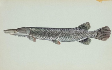 The alligator gar has a tough armouring of rhomboidal-shaped ganoid scales.[19]