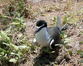 Bridled tern, at rookery