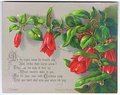 Lapageria Rosea, by Helga von Cramm, with verse by F.R. Havergal, 1870s.