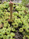 Sempervivum tectorum boutignyanum in flower