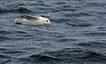 Northern fulmar in flight over Faxaflói (Iceland)