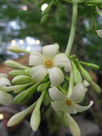 Close-up of male flowers