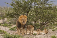 Lion pride in Etosha National Park