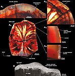 Maxillary tooth histology (left) and enamel microstructure