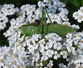 Tettigonia cantans