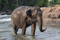 Asian elephants are protected across various geographies. Pictured are elephants in Mudumalai National Park in India (left) and Tad Lo river, Salavan Province, Laos (right)