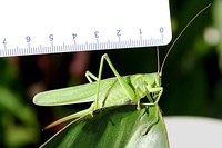 Females can be recognized by the ovipositor