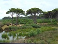 Kalogria (Prokopos) Lagoon Shore